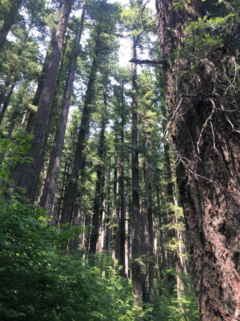 Looking up on the trail to the top of Mary’s Peak. I was blissfully alone for most of the 3 hours.